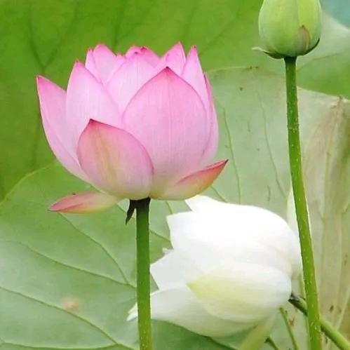 🌺এᐝ小幸᭨ᮩ运࿐