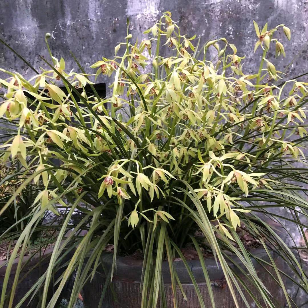 阿缸