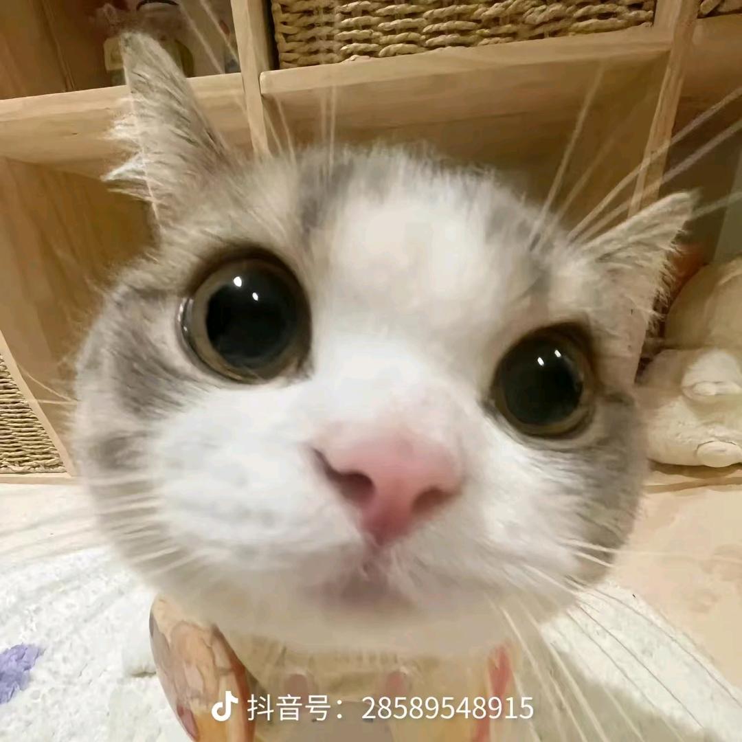 嘟 嘟 鱼