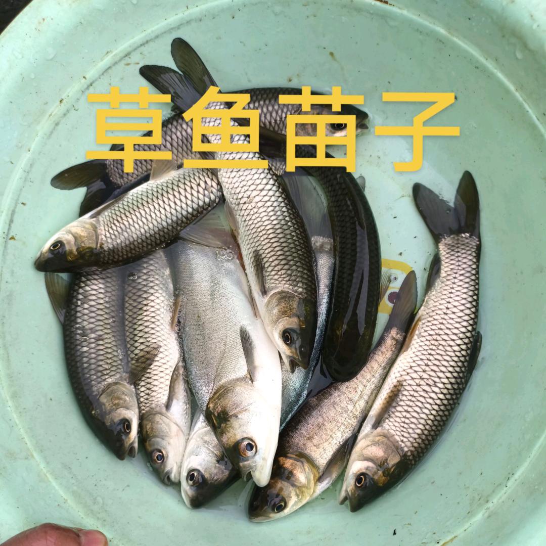 小林鱼苗批发