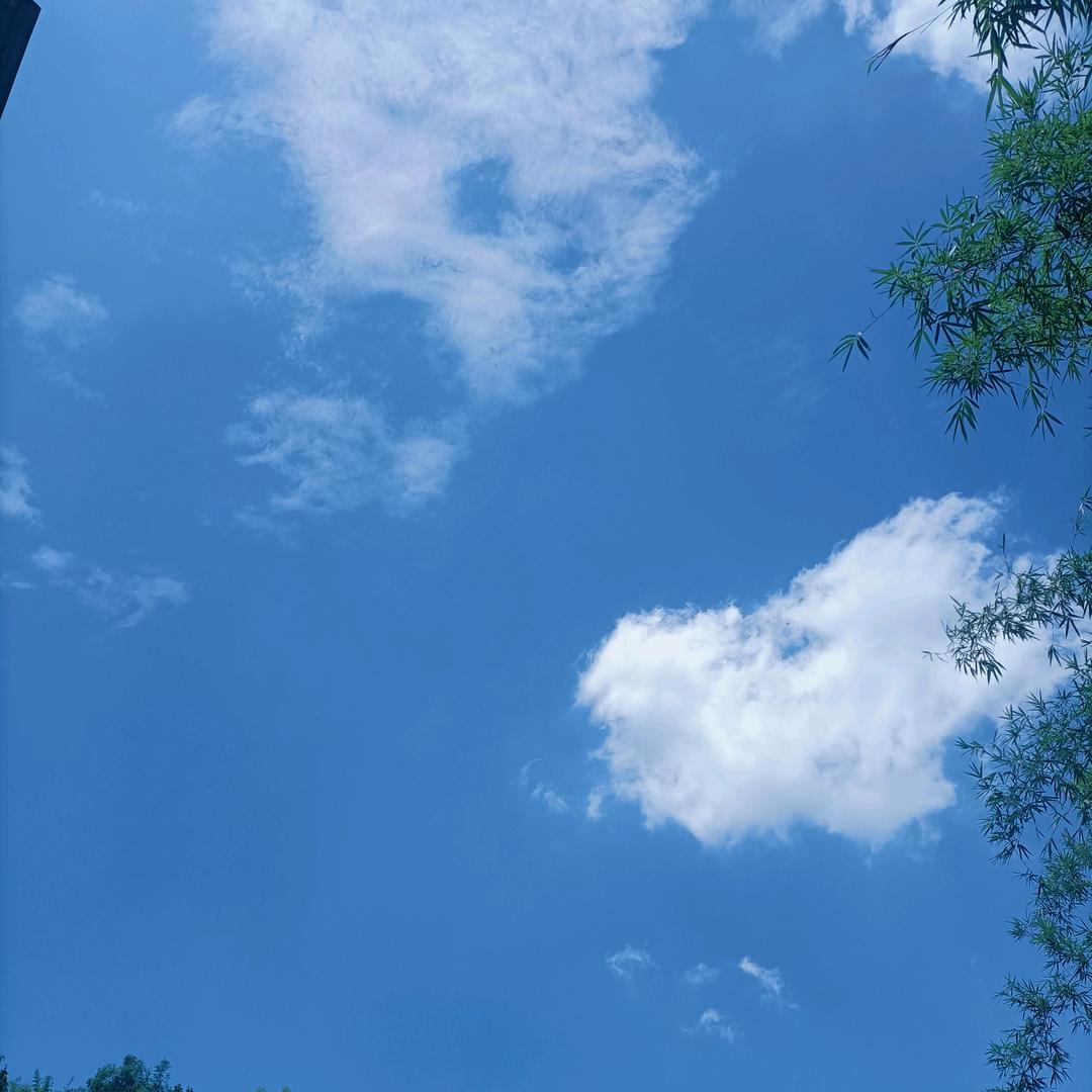 棉竹林