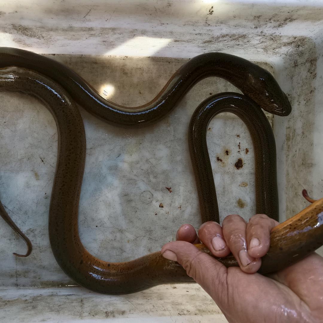 户外水生物♛搬运哥