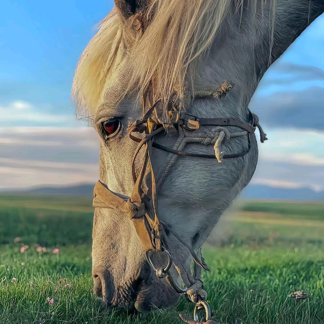 素颜.🐎