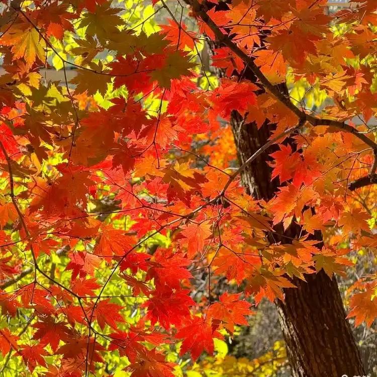 秋枫生活优品店