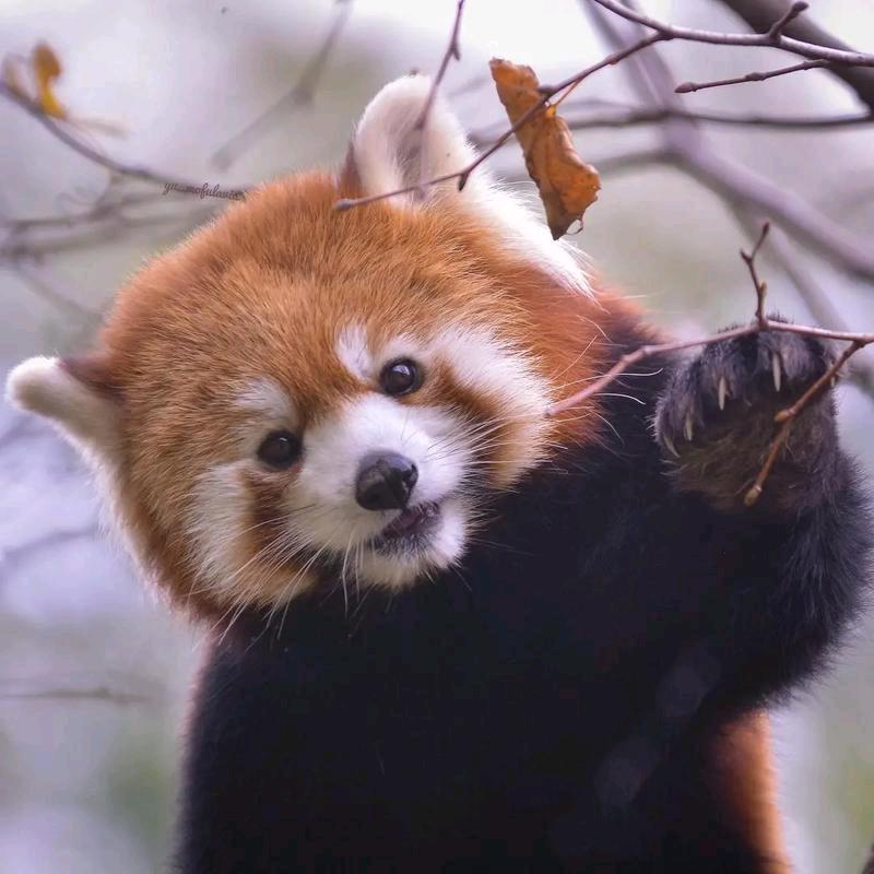 带我去看小熊猫