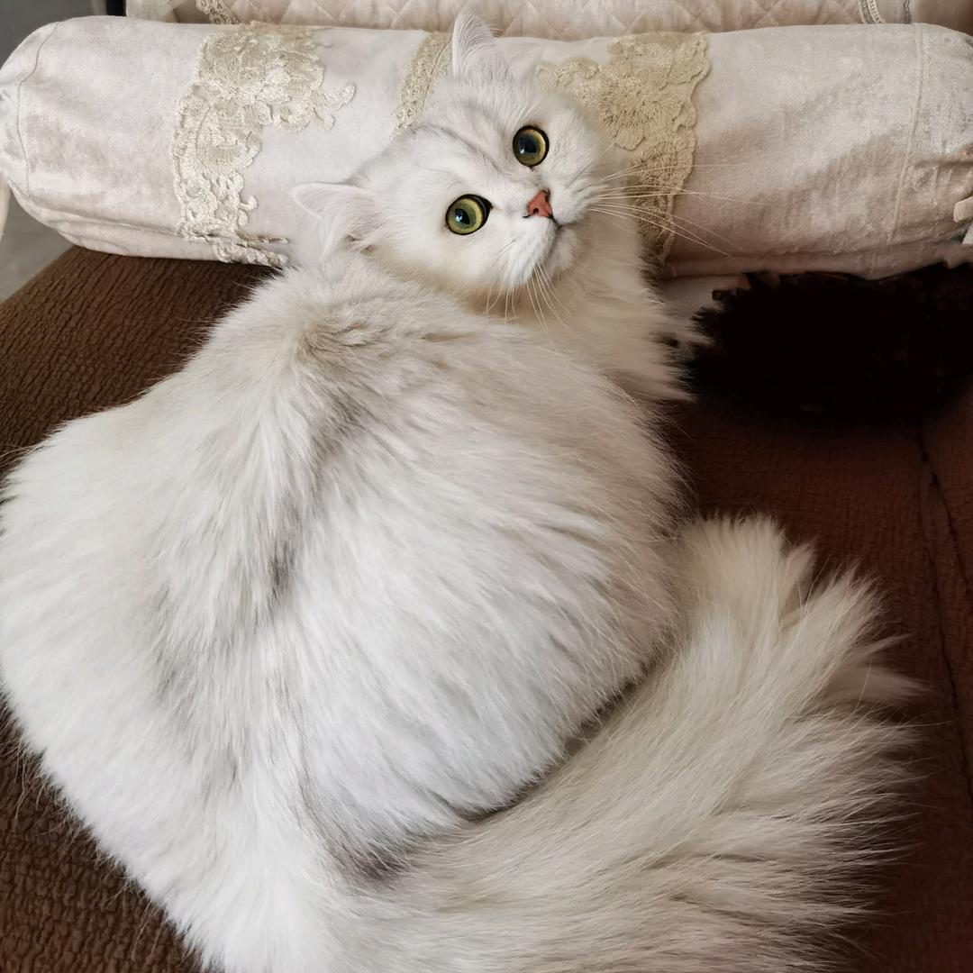 禾木