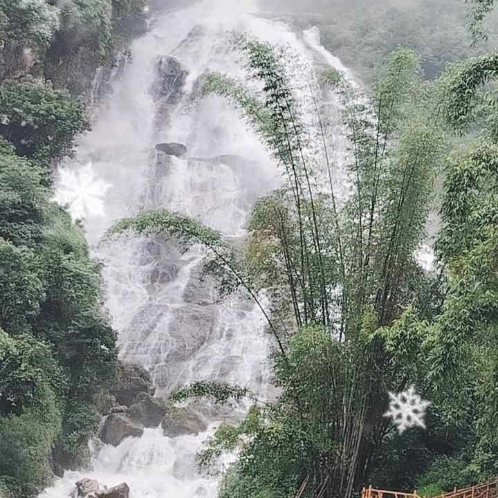 神密哀牢生态古树茶