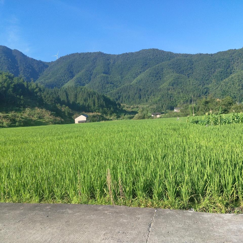 人乐丰年