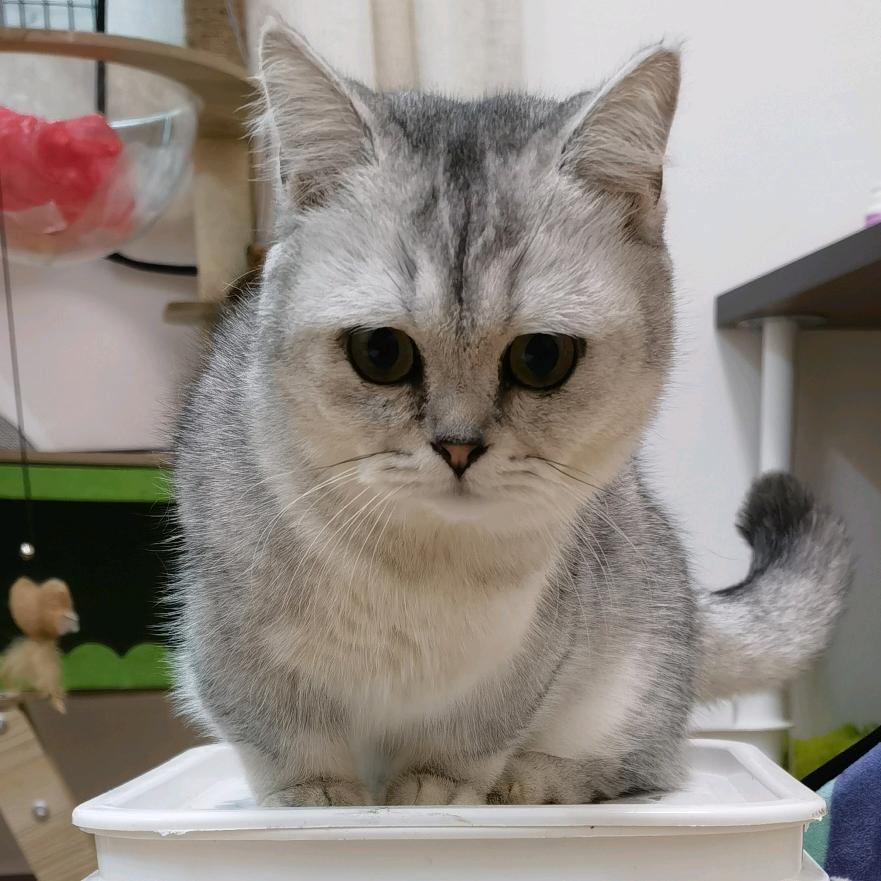 憨憨喵是我
