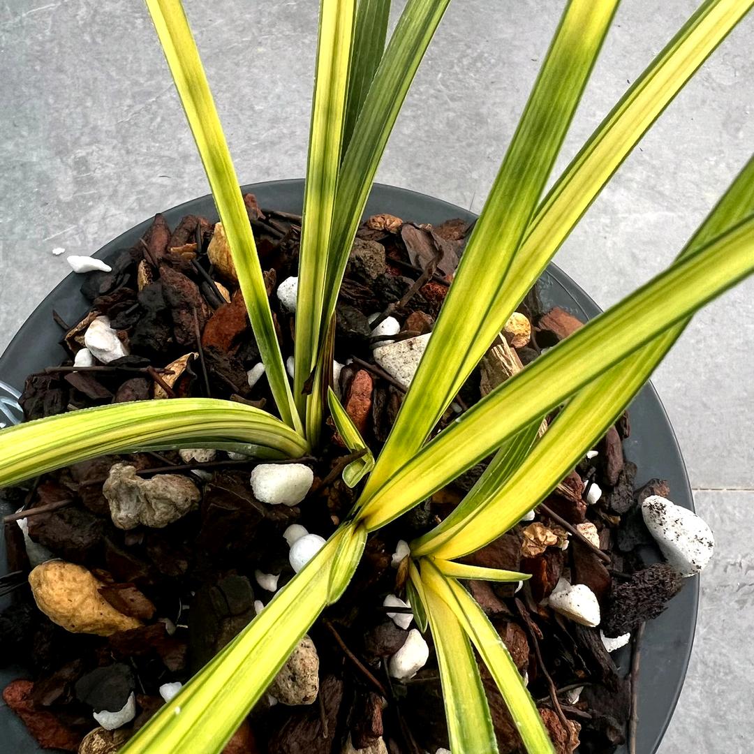 鑫鑫兰花