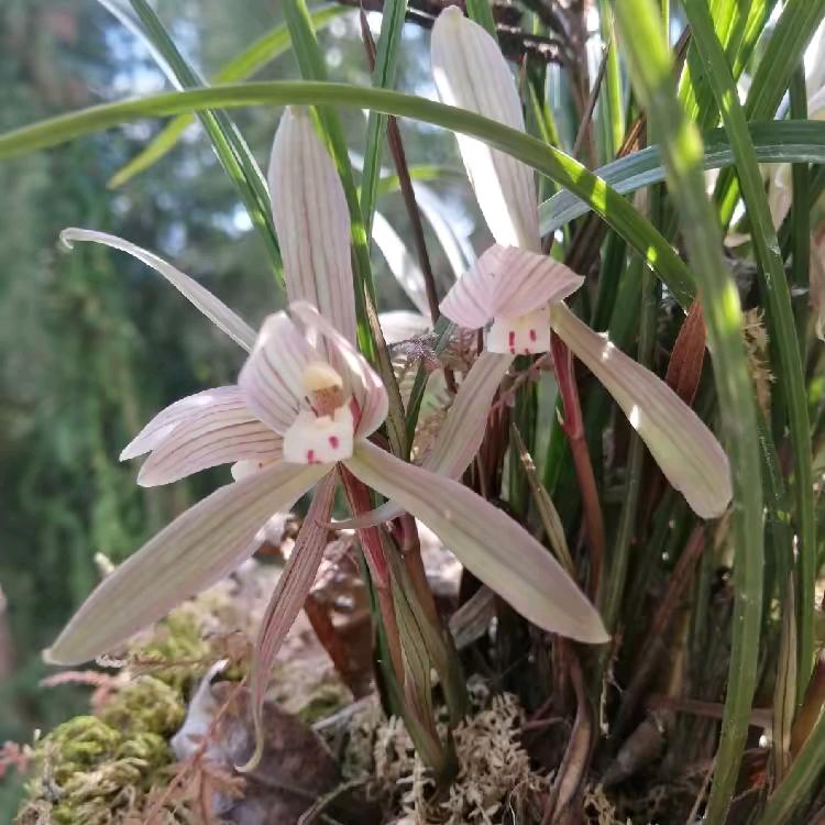 小龍绿植花卉