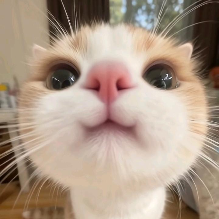 精致女生严选