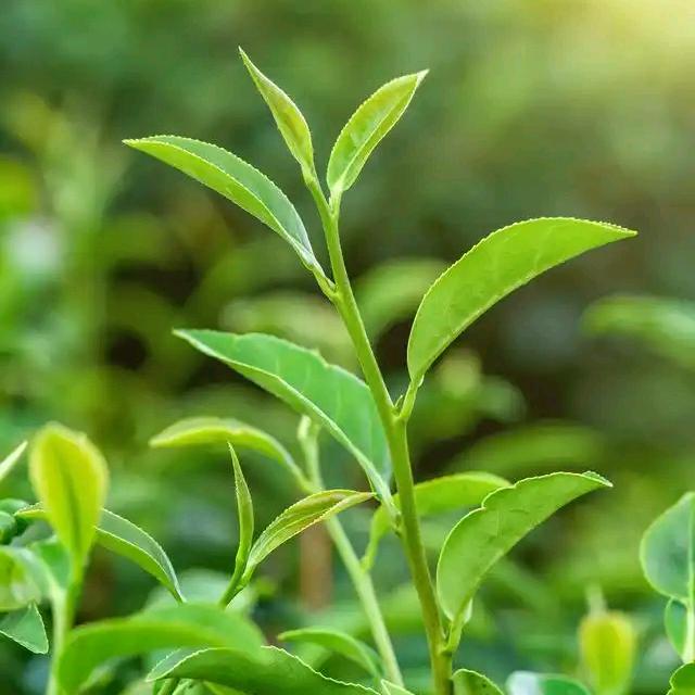 风里雨里茶叶店