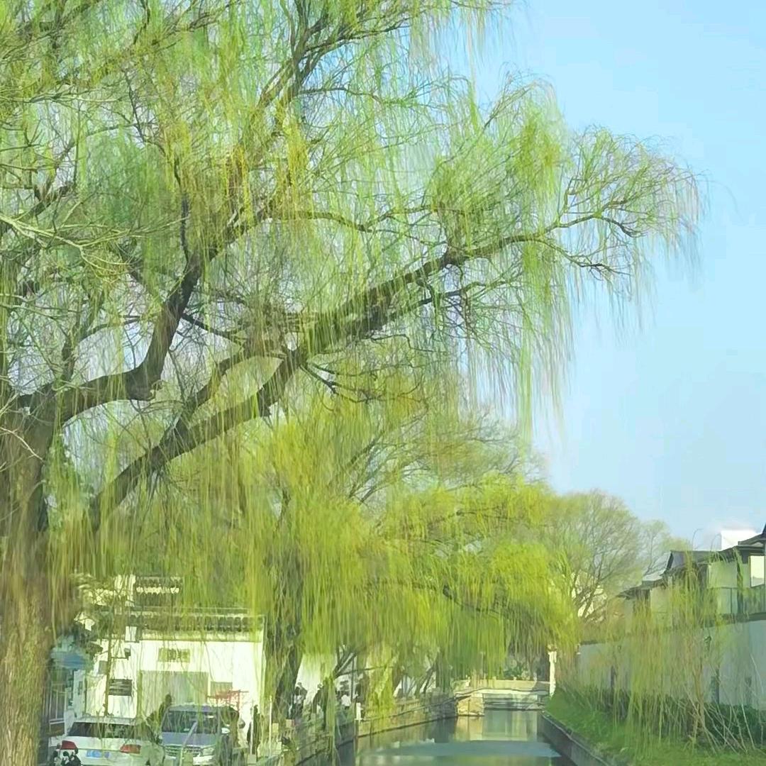 茜茜