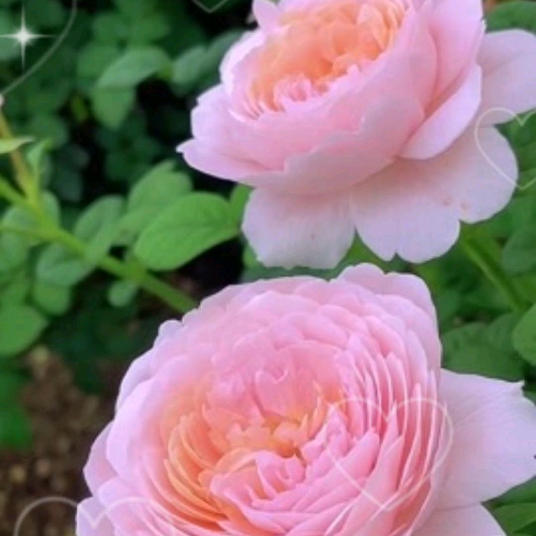 雪莲花