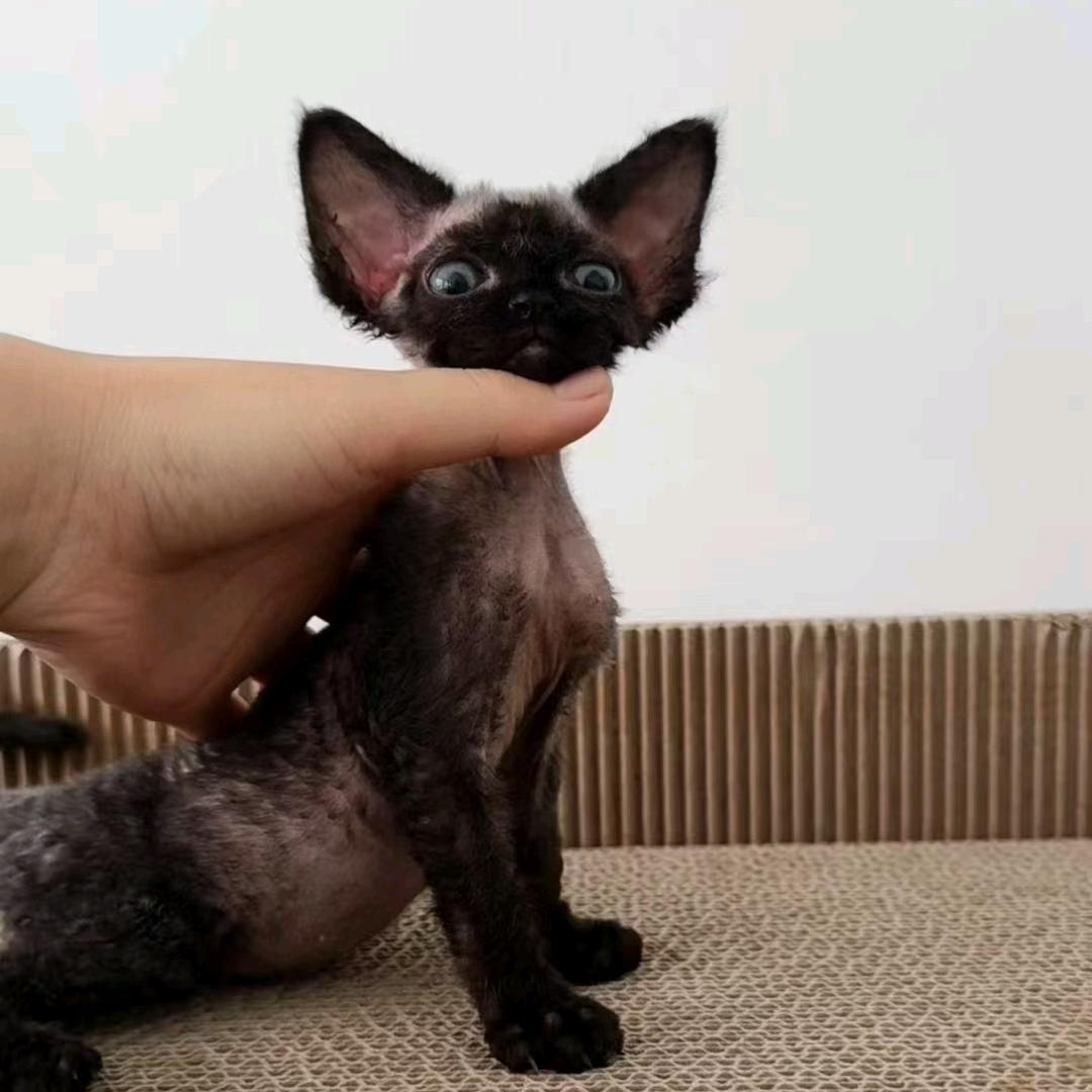 天津Yiyi德文卷毛猫