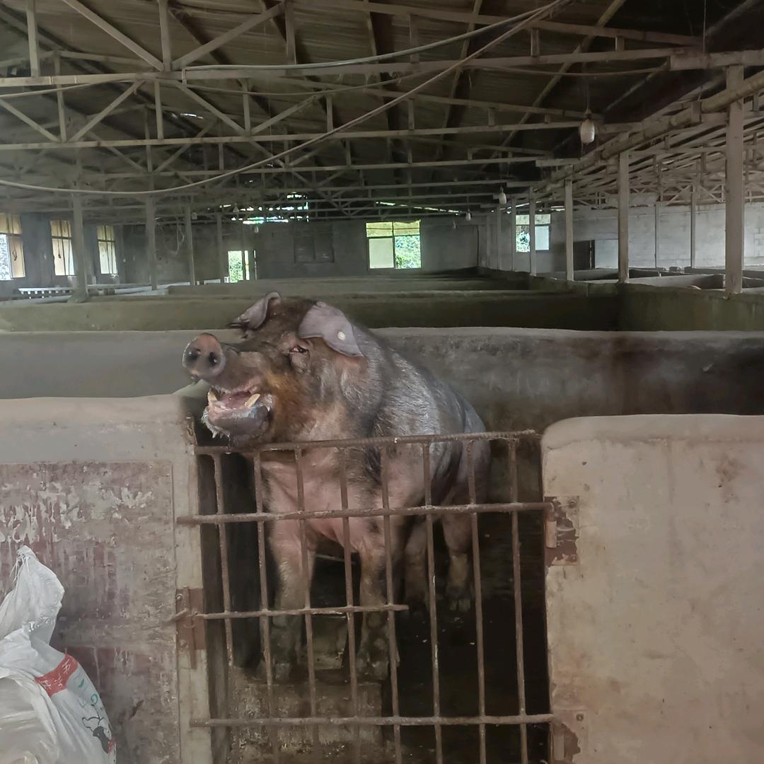 努力赚钱，养猪