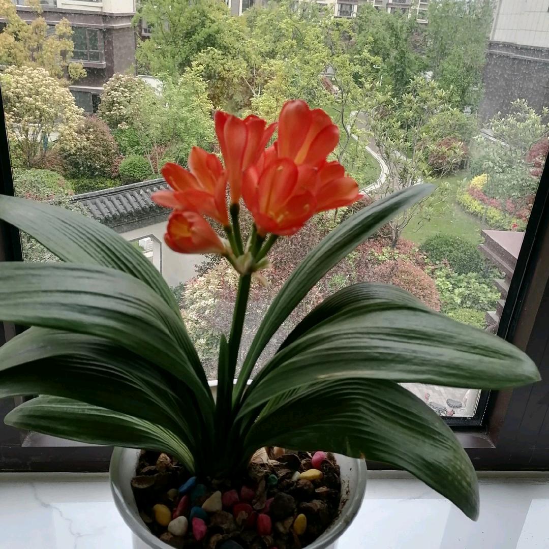 心向阳光