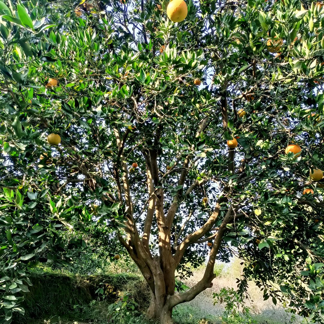 专业胡柚，杨梅，柑橘，香泡