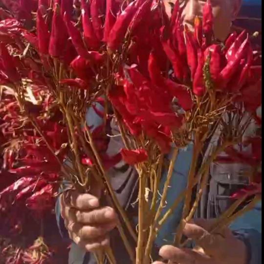 鄢陵粮鑫农业🌶️翠花嫂