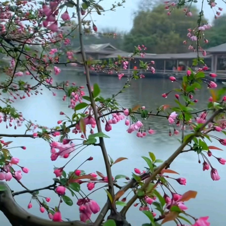 木子李🌸🌸🌸🌸