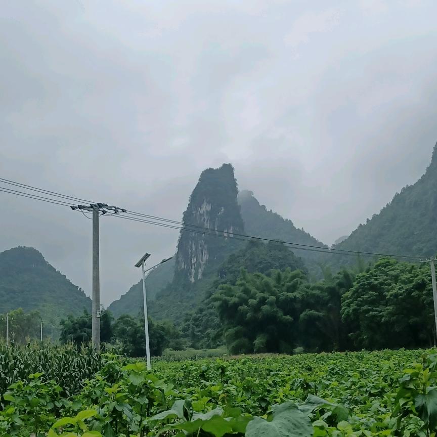 桂M