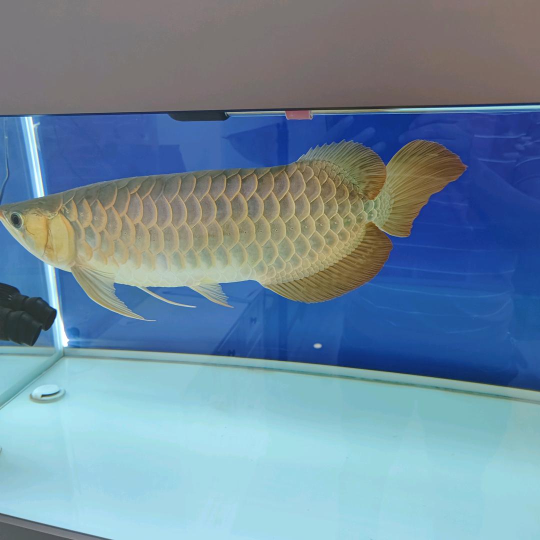 陈