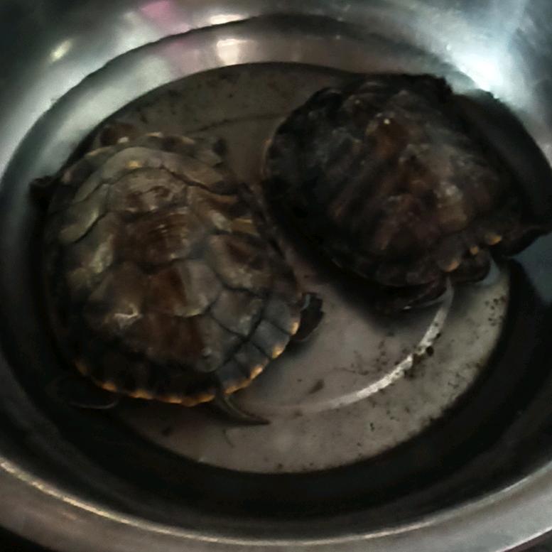 刘(๑•̀ㅂ•́)下买路财