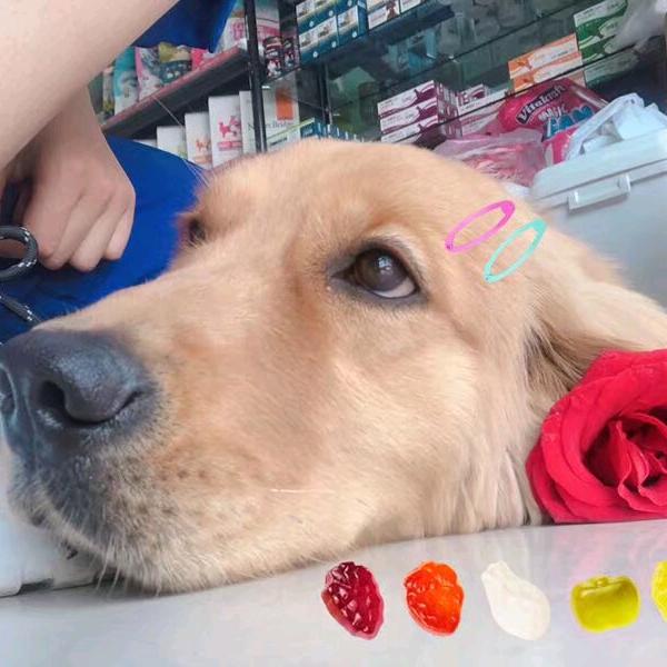 挚宠宠物店