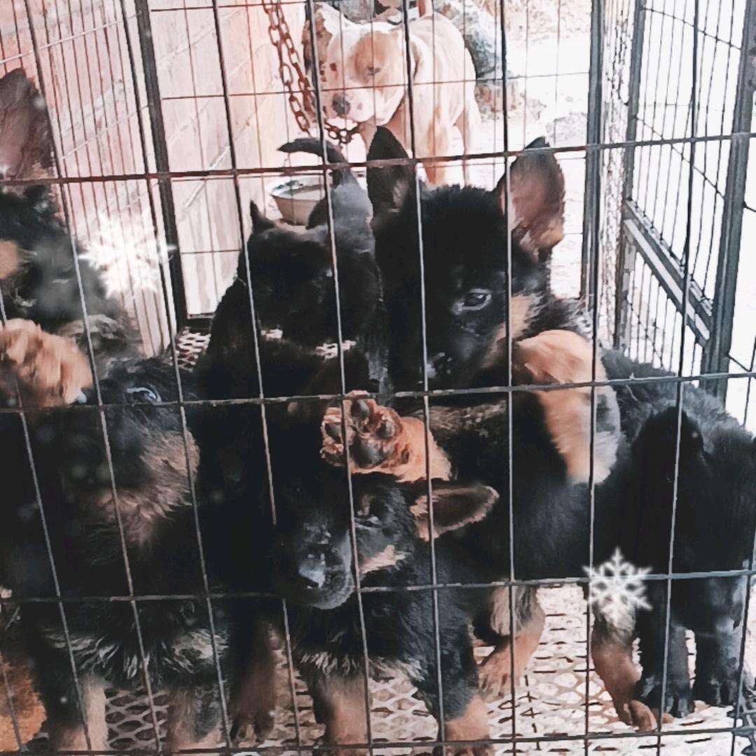 乐山眸子工作犬繁育