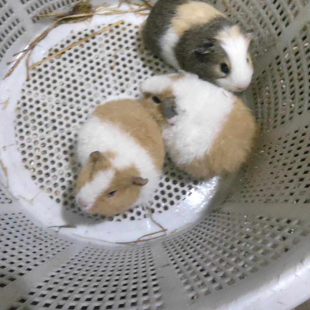 况哥荷兰猪竹鼠养殖