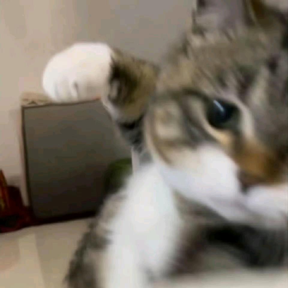 *猫N*