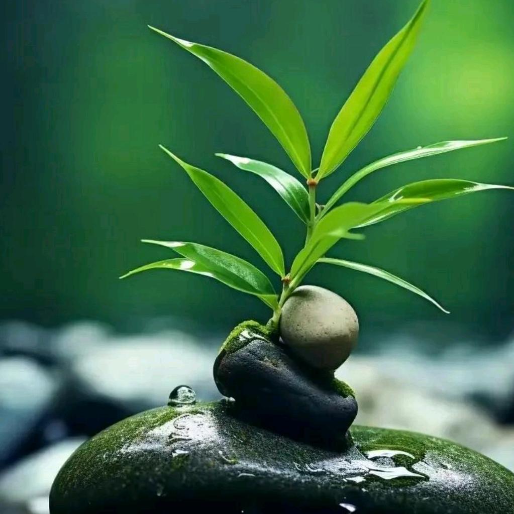 慧能居士