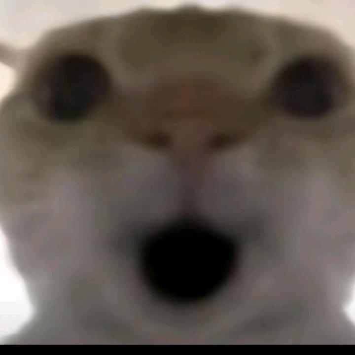 玉白