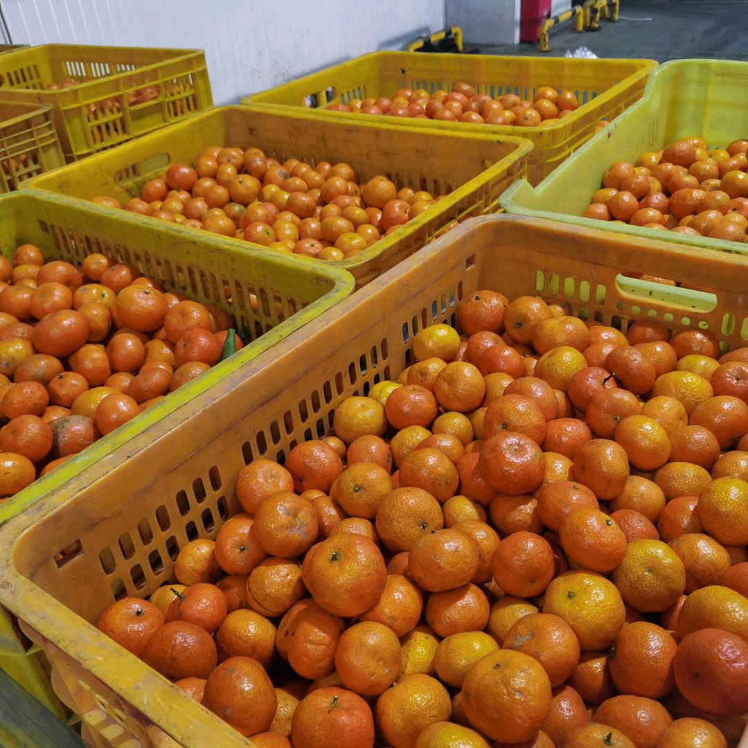 卖四会沙糖桔的面包师