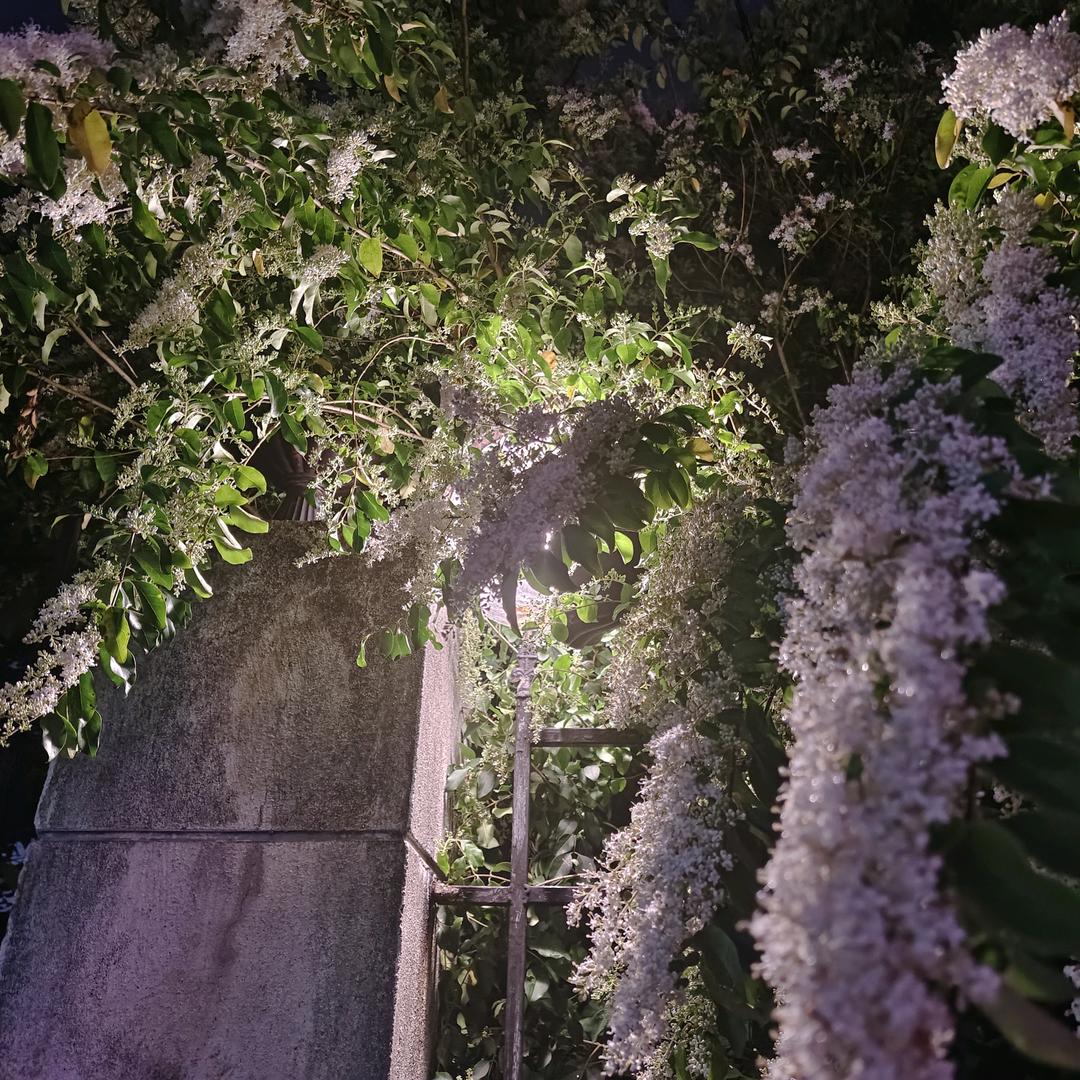 今夕何夕