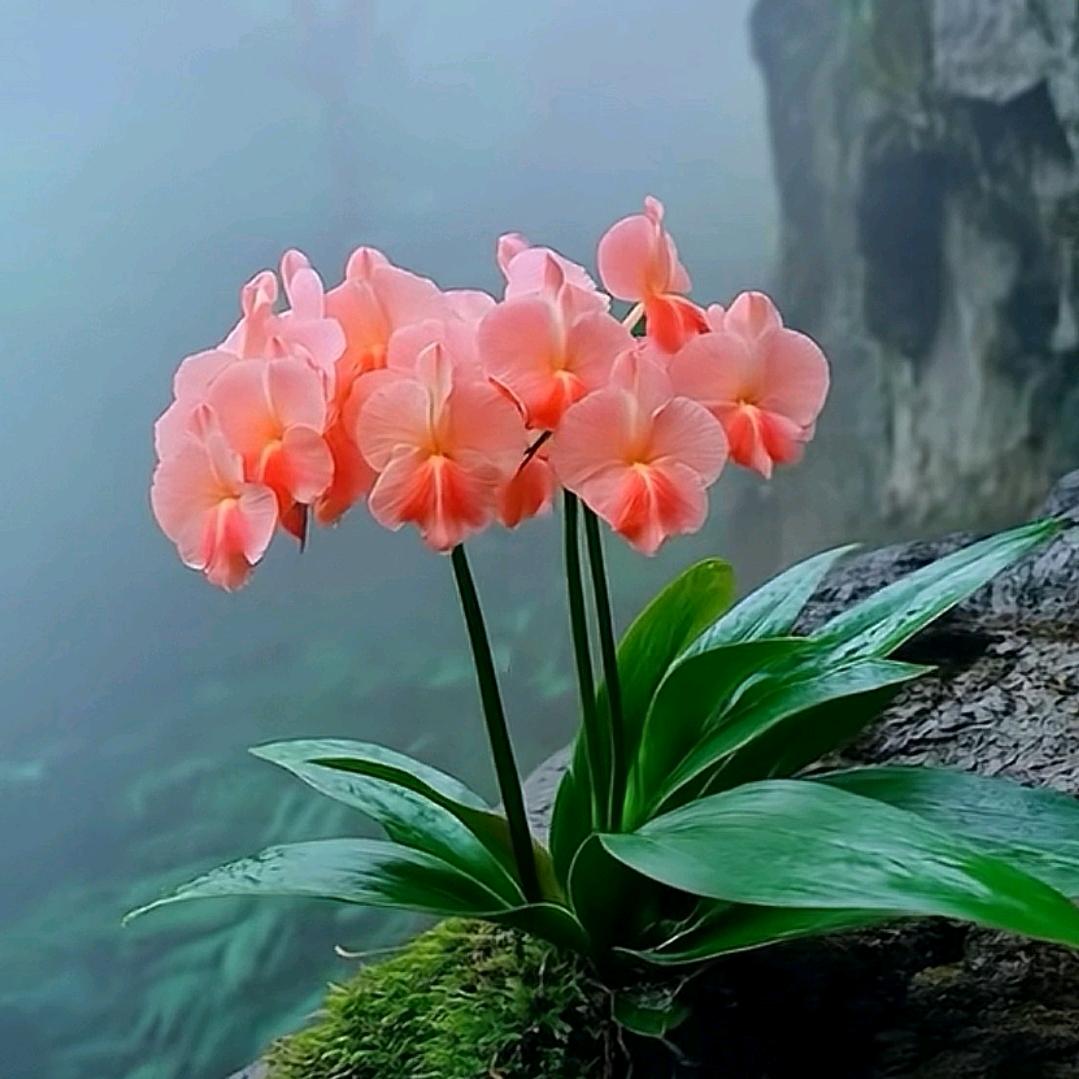 美人虞
