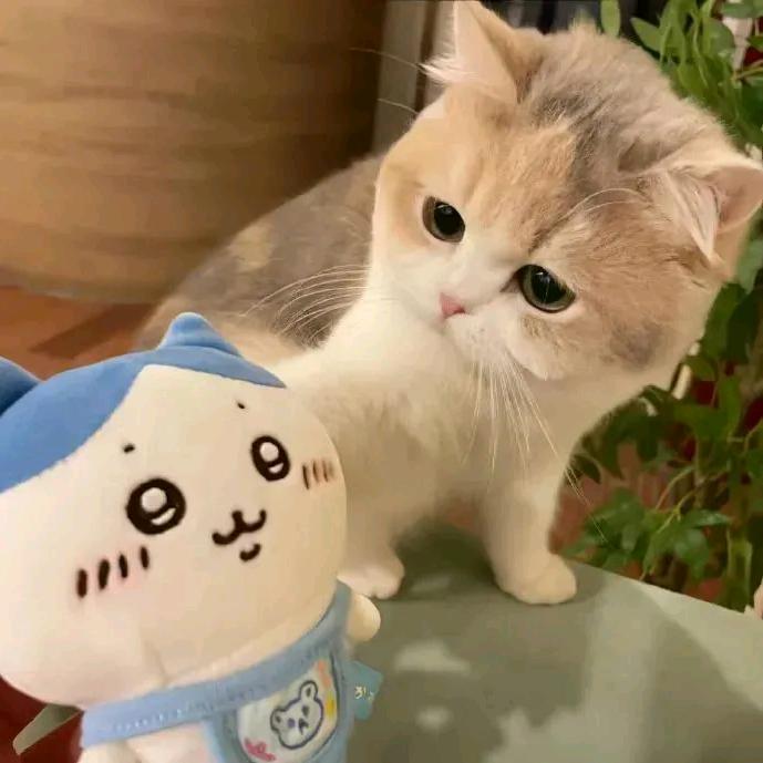 张显宗（当归）