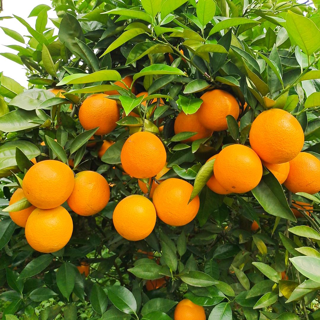 小陆代办各种水果