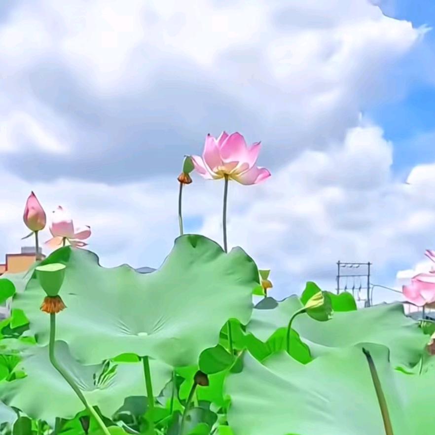 明天更美好