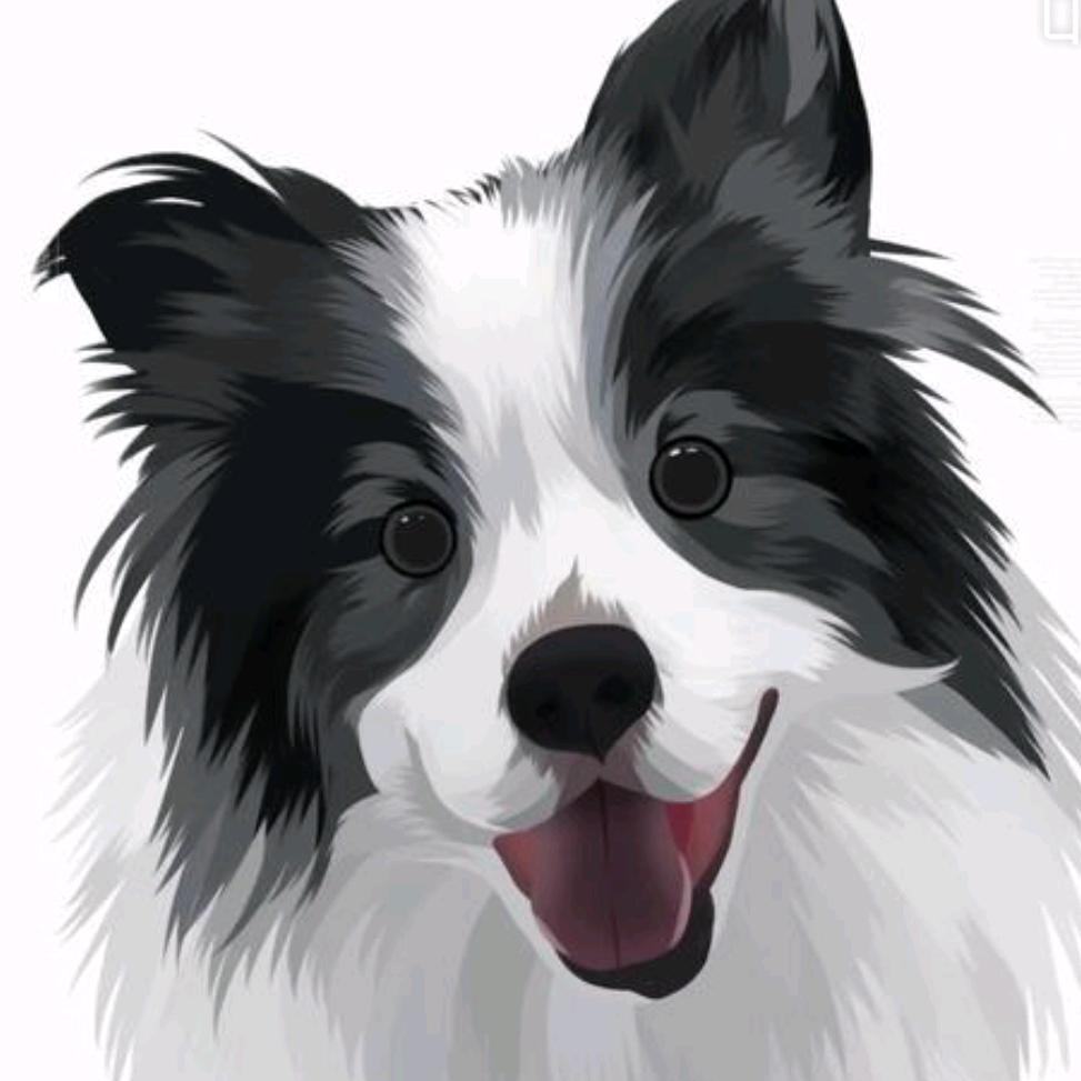 边境，比熊，柯基繁育基地