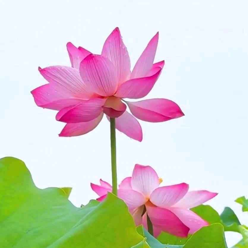 师父的小跟班