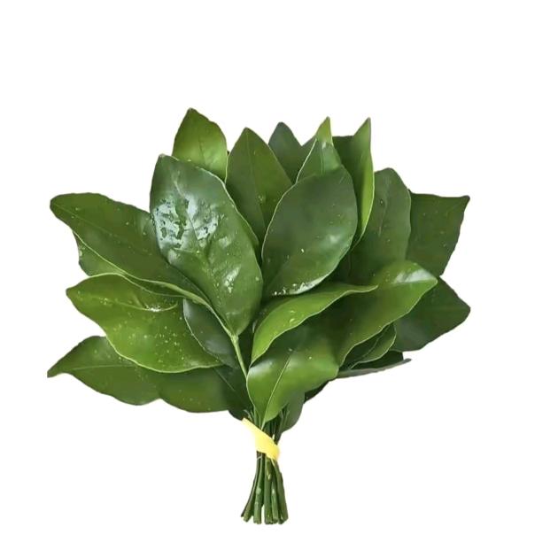 好运常在🌸
