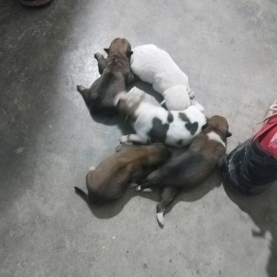 975242735
