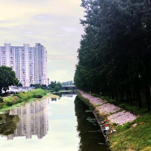 白杨林的无奈