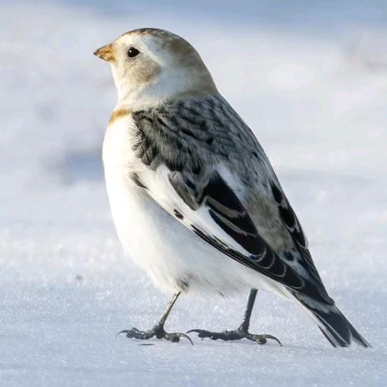 旋挖钻。散文_2117717