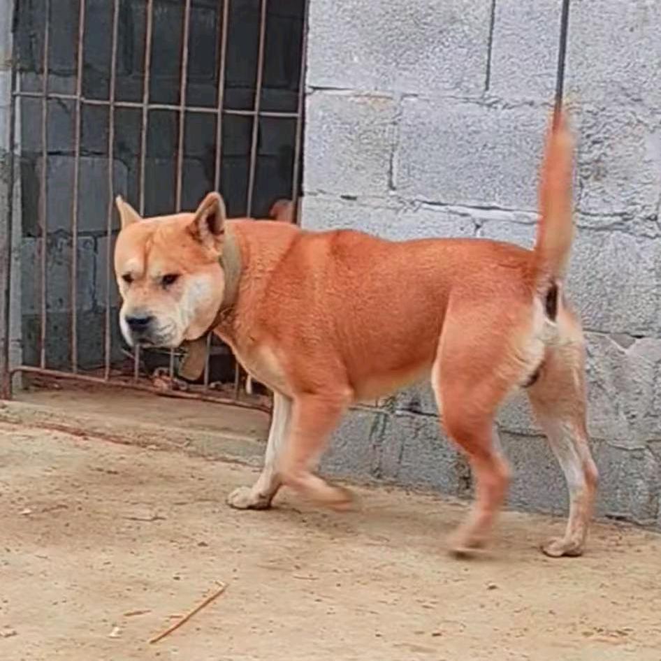 老胡土猎田园犬