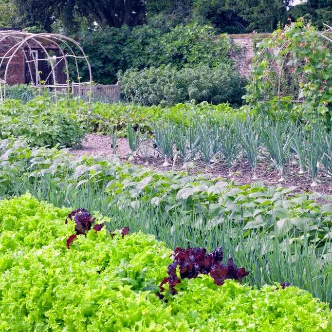 温县岳村垆土铁棍山药