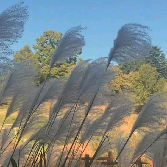 扶光.🌞