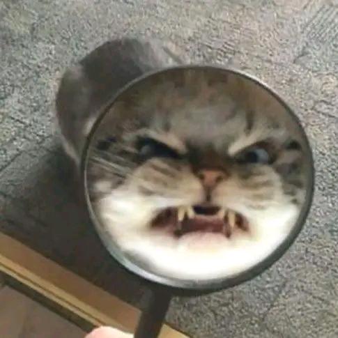 ✨咕噜噜💫